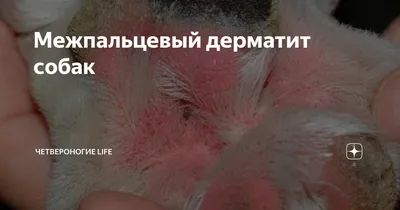 Острый влажный дерматит собак: профилактика и лечение