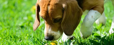 Аллергия на корм у собак - Veterinar-Dermatolog