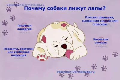 Атопический дерматит у собак: схема лечения, причины, симптомы