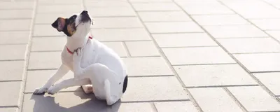 Лишай