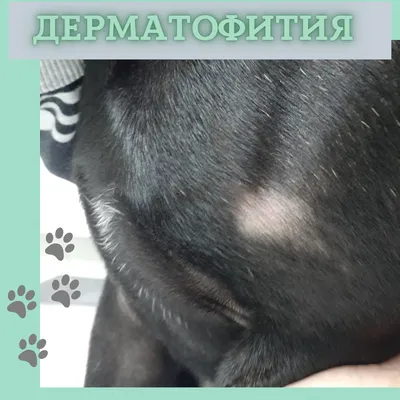 Дерматофития (или лишай) - что делать? - Pet Prioritet