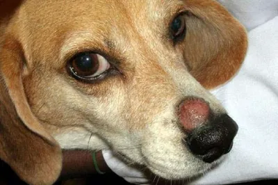 Демодекоз у собак: симптомы и лечение | Ветцентр