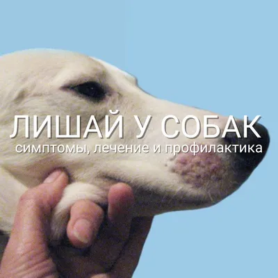 Лишай у собак: признаки, лечение, профилактика в домашних условиях