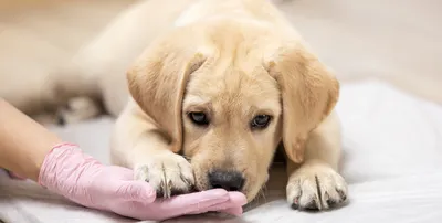 Демодекоз у собак - симптомы, признаки и фото, схема лечения, заразен ли  для человека | Pet-Yes