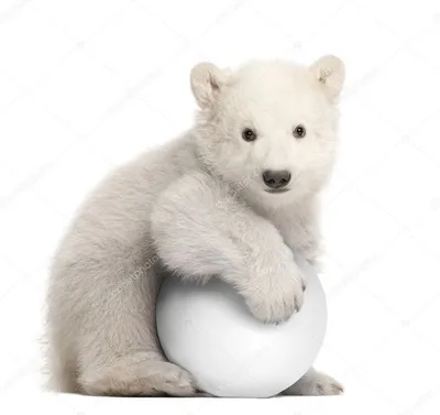 Детеныш белого медведя фотографии