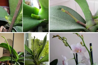 Что такое цветонос и как он выглядит у орхидеи? | Ферма.expert 🌿 | Дзен