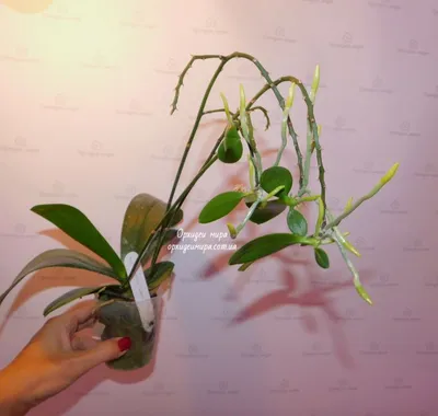 Размножение орхидей. Орхидеи мира