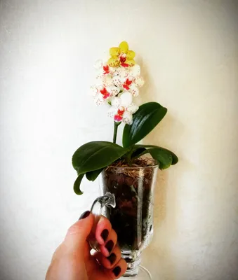 Орхидея дома. Содержание и уход. Личный опыт орхидеевода-любителя. —  LiveJournal
