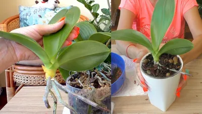 Как я отделяла БОЛЬШУЮ прикорневую ДЕТКУ орхидеи. Обработка и посадка. -  YouTube