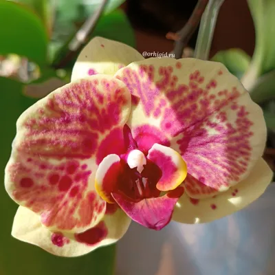Как получить детку на пне орхидеи и ускорить ее появление | ОрхиГид | Дзен