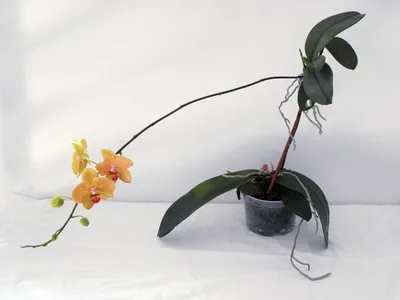Все о детках орхидей. Как получить и вырастить детку.