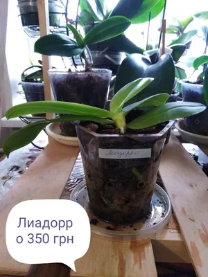 Орхидея, домашние детки фаленопсиса.: 250 грн. - Комнатные растения Кривой  Рог на Olx