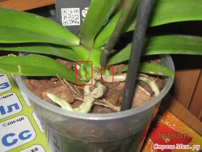 Прикорневая детка у орхидеи - Комнатные растения. - Страна Мам