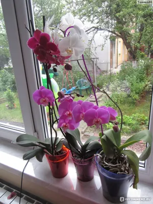 Орхидея Фаленопсис - «Мои детки! Всегда хочеться купить новую, чтобы было  много-много, целый подоконник!!!» | отзывы