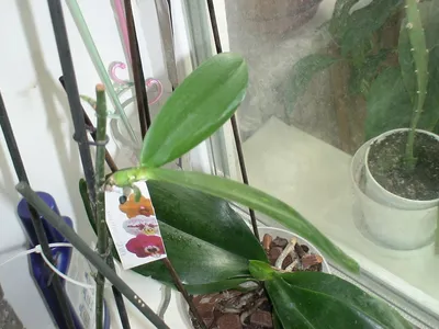 Орхидеи Фаленопсис - Orha_ua продажа, уход, полезные советы - Уценка,  отцветает, будут детки, цветонос из точки роста - 125 грн | Facebook