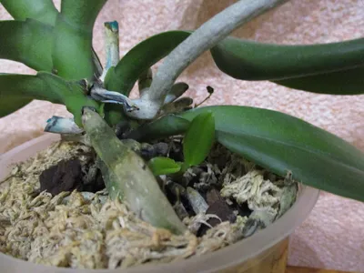 Цитокининовая паста - «Захватывающий эксперимент! Поэтапное развитие детки  орхидеи и что стало с материнским цветком. » | отзывы