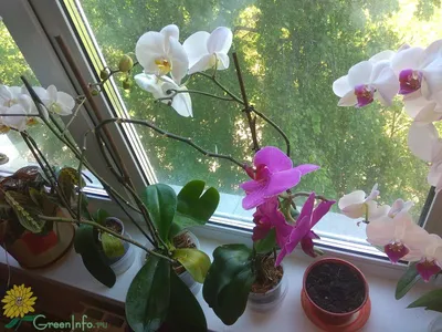 Мои детки-орхидеи: Группа Клуб Цветоводов