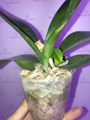 Детки орхидеи фаленопсис на цветоносах - YouTube