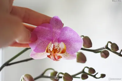 Как наращивать корни у орхидей в домашних условиях. Как отрастить орхидею,  восстановить, нарастить корневую систему