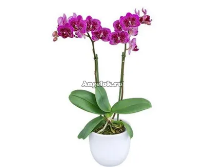 Фаленопсис детка (Phalaenopsis Happy Hour) Каталог орхидей - фаленопсисов,  каттлей, ванд, дендробиумов со всего мира от интернет магазина Ангелок