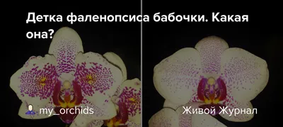 Обмен детки орхидеи: Обмен - Комнатные растения Николаев на Olx