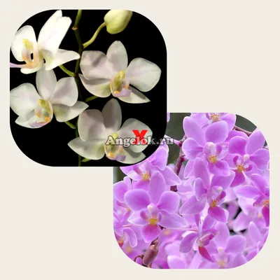 Фаленопсис детка (Phalaenopsis Coco 19) Каталог орхидей - фаленопсисов,  каттлей, ванд, дендробиумов со всего мира от интернет магазина Ангелок