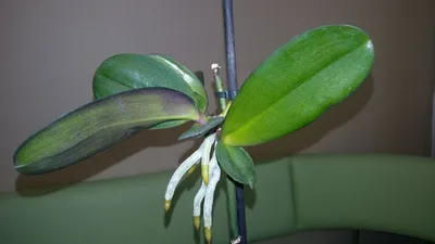 Отделение детки орхидеи фаленопсис от цветаноса в домашних условиях -  YouTube