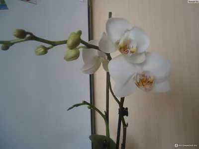 Помогите пожалуйста! Вот такая орхидея попала мне в руки. 2 детки уже с  отцветшими цветоносами, на каждой.. | ВКонтакте