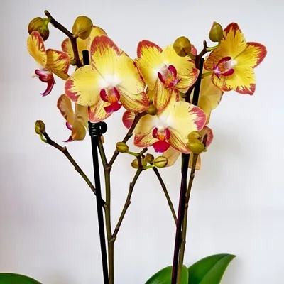 Орхидея Фаленопсис - «А у меня выросла \"детка\" !!!» | отзывы