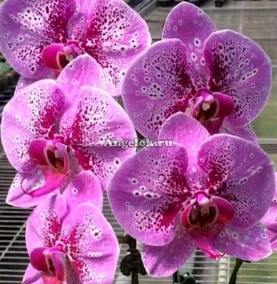 Фаленопсис детка (Phalaenopsis Miriam) Каталог орхидей - фаленопсисов,  каттлей, ванд, дендробиумов со всего мира от интернет магазина Ангелок