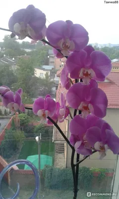Фаленопсис детка (Phalaenopsis Double Delight) Каталог орхидей -  фаленопсисов, каттлей, ванд, дендробиумов со всего мира от интернет  магазина Ангелок