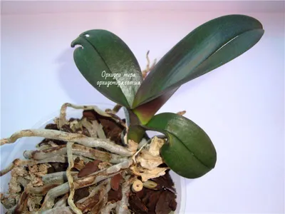 Орхидея Фаленопсис - «Все о выращивании орхидеи. Покажу как появляются  новые ростки, детки, цветоносы и воздушные корни. Все об условиях  выращивания, пересадке, подборе горшка и грунта. Фото.» | отзывы