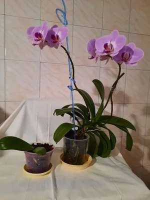 Орхидея фаленопсис, детка-подросток — купить в Красноярске. Горшечные  растения и комнатные цветы на интернет-аукционе Au.ru