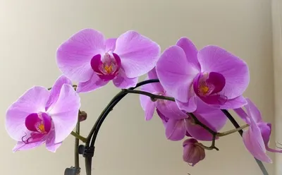 Фаленопсис гибрид детка (Phal.Ld's Bear King x Phal.Table Masterpiece)  Каталог орхидей - фаленопсисов, каттлей, ванд, дендробиумов со всего мира  от интернет магазина Ангелок