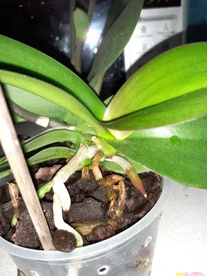 Размножение орхидей. Орхидеи мира