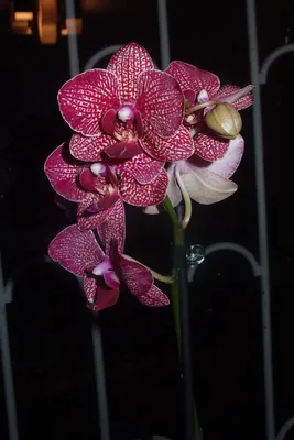 Орхидея-детка цветущий орхидеи: 180 грн. - Комнатные растения Запорожье на  Olx