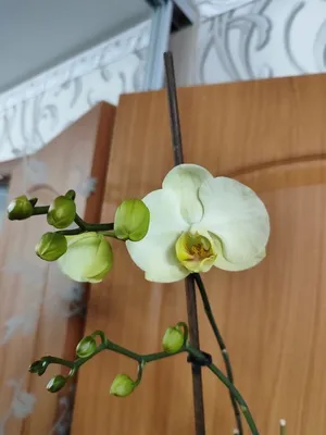 Нет точки роста у орхидеи. Что делать.: советы по уходу | flori-da.ru