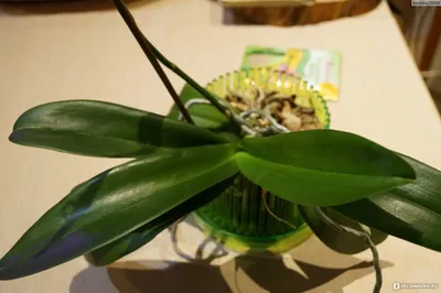 странная детка фаленопсиса - Форум - Фаленопсис - Орхидеи - Комнатные  растения - GreenInfo.ru