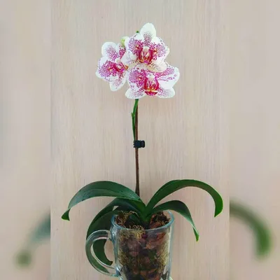 Продам отростки детки орхидеи киев, цена 100 грн - купить Сад/огород новые  - Клумба