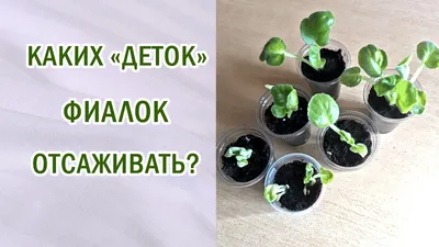 Мои способы укоренения черенков и выращивания деток фиалок!