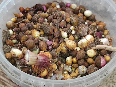Когда выкапываю гладиолусы, то собираю все детки и выращиваю из них крупные  луковицы | Пикабу
