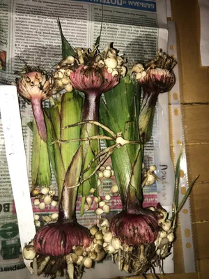 Гладиолусы – уборка и хранение луковиц до посадки | В цветнике (Огород.ru)