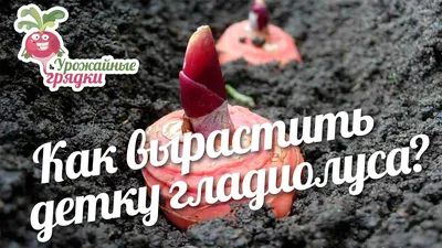 Продам луковицы и детки гладиолусов, Харьковская обл — Agro-Ukraine