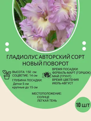 Детка гладиолусов смесь сортов 100 шт (ID#600122573), цена: 100 ₴, купить  на Prom.ua