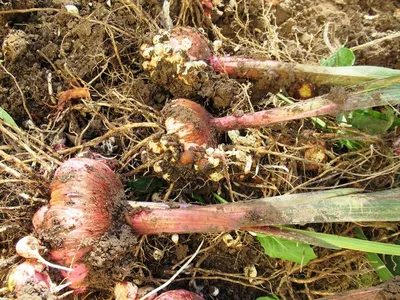 Что делать с детками гладиолусов после выкопки и результат посадки  клубнелуковиц с листвой | Дача ягодки цветочки | Дзен