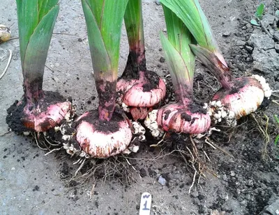 Фото к объявлению: продам луковицы и детки гладиолусов — Agro-Ukraine