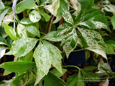 Девичий виноград пятилисточковый ( Parthenocíssus quinquefolia) - «Девичий  виноград в Сибири. И не боится он ни ветра, ни стужи.» | отзывы