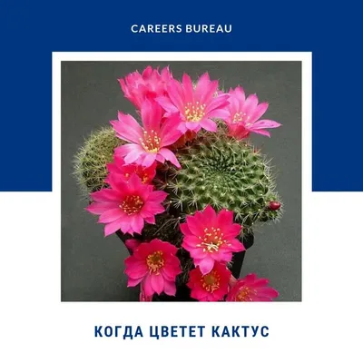 Панамский кактус радость женщины судьба в твоих руках: 50 грн. - Комнатные  растения Новоселовка на Olx