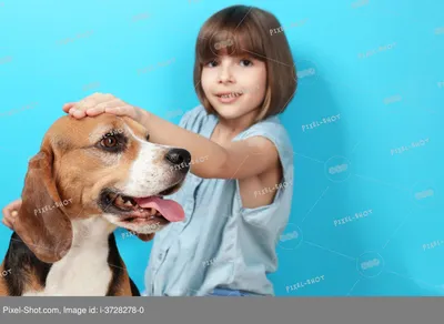 Девушка с собакой стоковое фото. изображение насчитывающей солнечно -  27090560