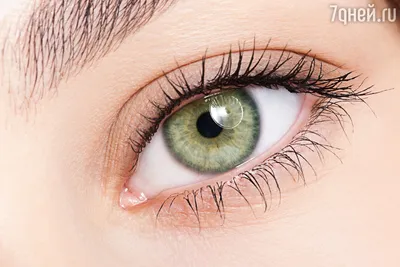 Рыжие с зелеными глазами. | Фотоохота | Дзен